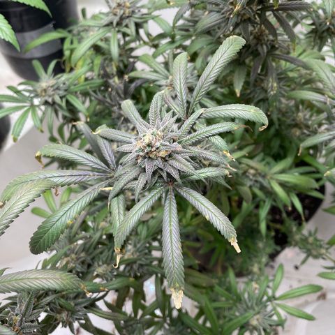 Unknown strain growlog timeline photo