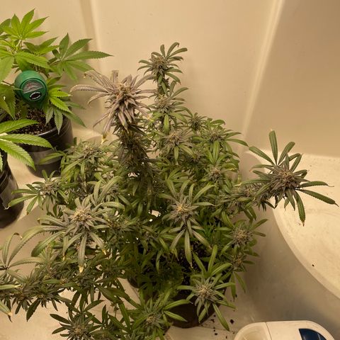 Unknown strain growlog timeline photo