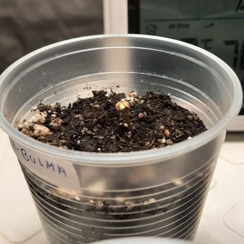 AJH-Bulma growlog timeline photo