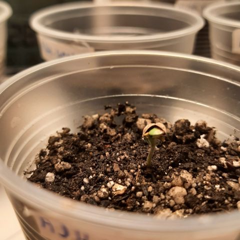 AJH-Vegeta growlog timeline photo