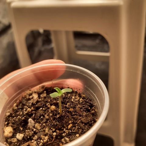 AJH-Bulma growlog photo: Semente germinada com sucesso