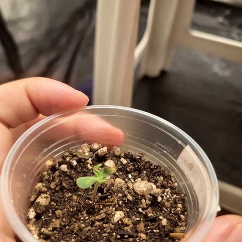 AJH-Vegeta growlog photo: Semente germinada com sucesso
