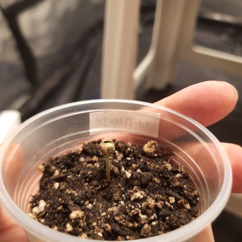 AJH-Naruto growlog photo: Casca da semente quase saindo