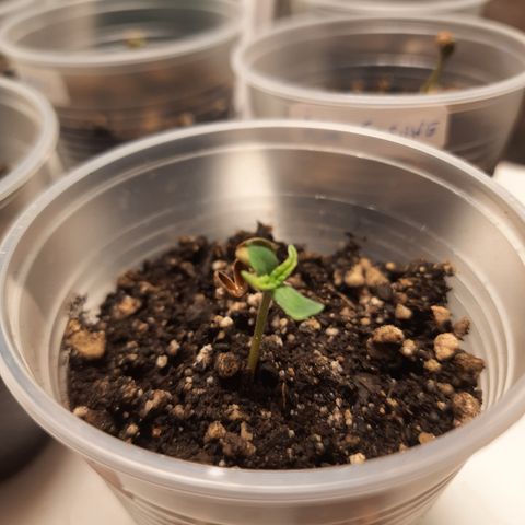 AJH-Naruto growlog photo: Planta saiu da casca da semente