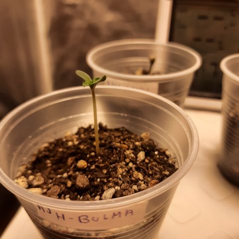 AJH-Bulma growlog timeline photo
