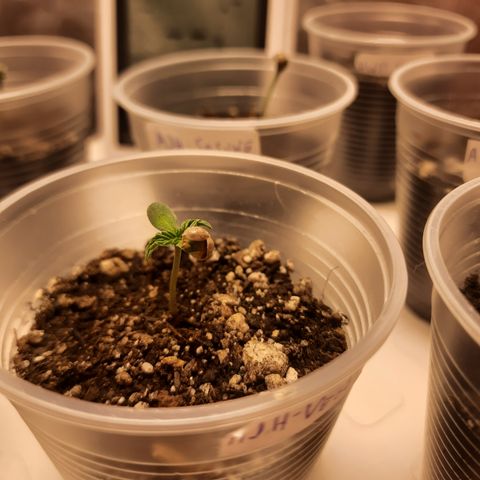AJH-Vegeta growlog timeline photo