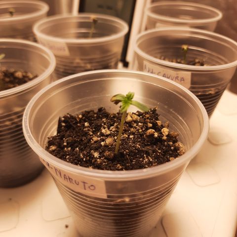 AJH-Naruto growlog timeline photo