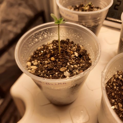 AJH-Bulma growlog timeline photo