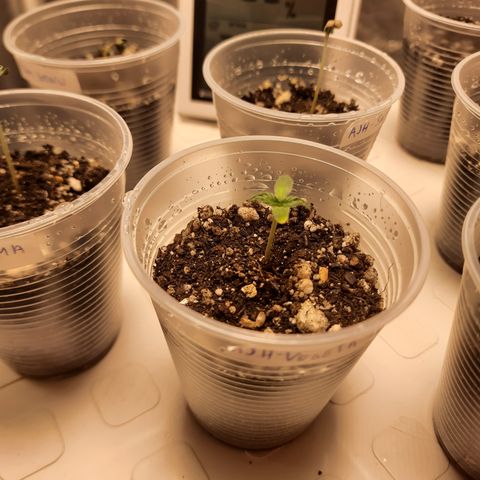 AJH-Vegeta growlog timeline photo