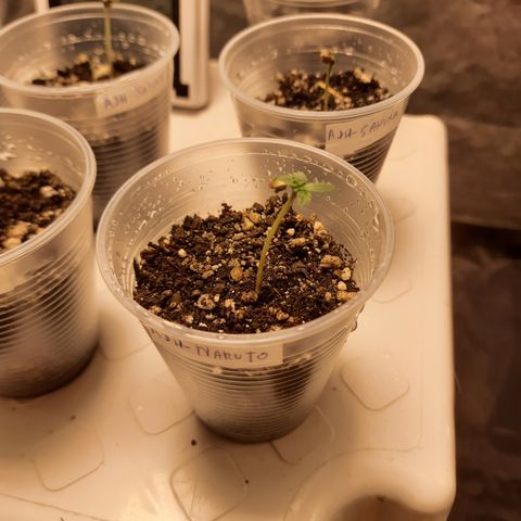 AJH-Naruto growlog timeline photo
