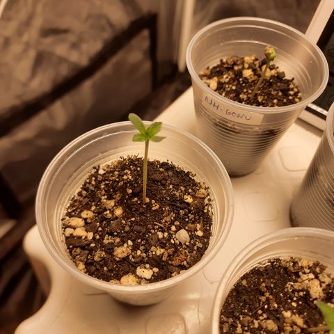AJH-Bulma growlog timeline photo