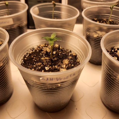 AJH-Vegeta growlog timeline photo