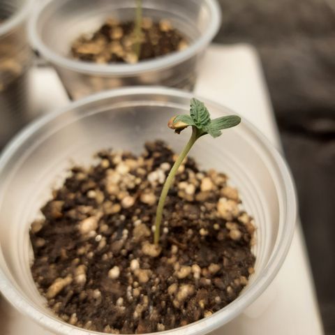AJH-Naruto growlog timeline photo