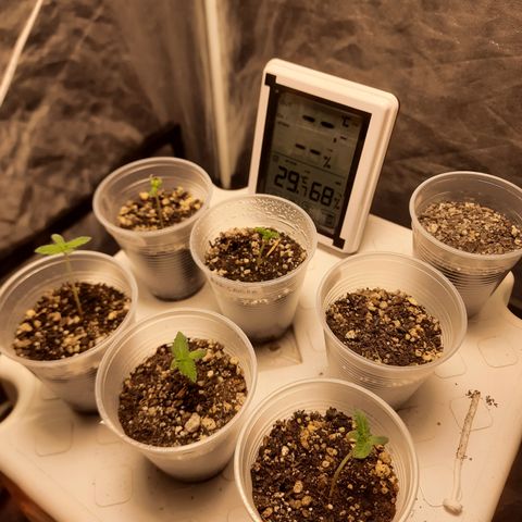 AJH-Bulma growlog timeline photo