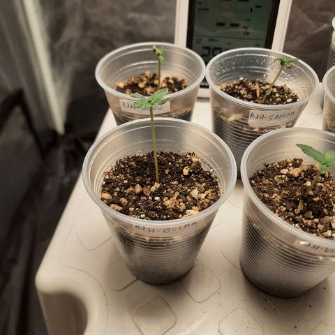 AJH-Bulma growlog timeline photo