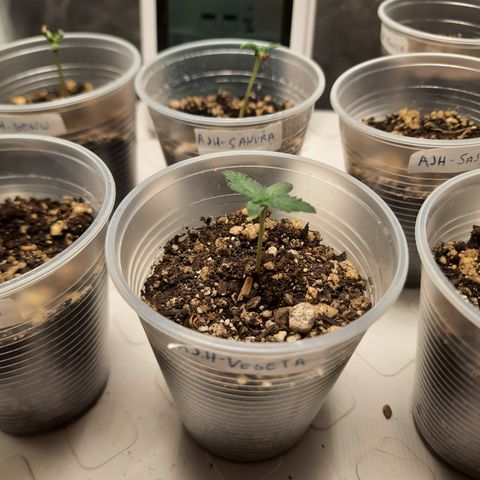 AJH-Vegeta growlog timeline photo