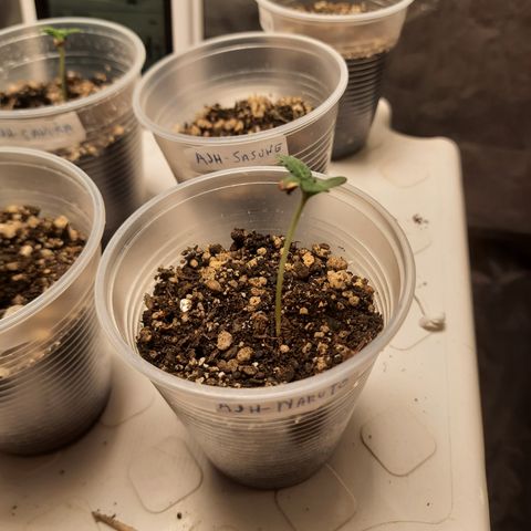 AJH-Naruto growlog timeline photo