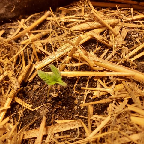 AJH-Naruto growlog timeline photo