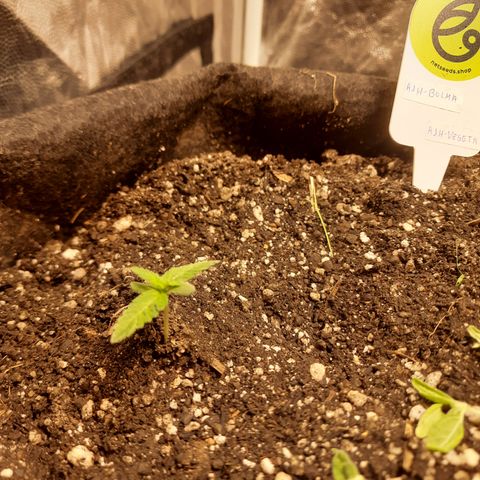 AJH-Bulma growlog timeline photo