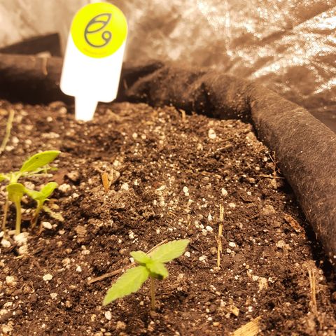 AJH-Vegeta growlog timeline photo