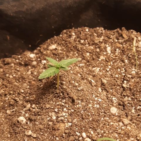 AJH-Bulma growlog timeline photo