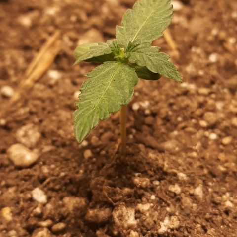 AJH-Vegeta growlog timeline photo