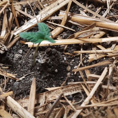 AJH-Naruto growlog timeline photo
