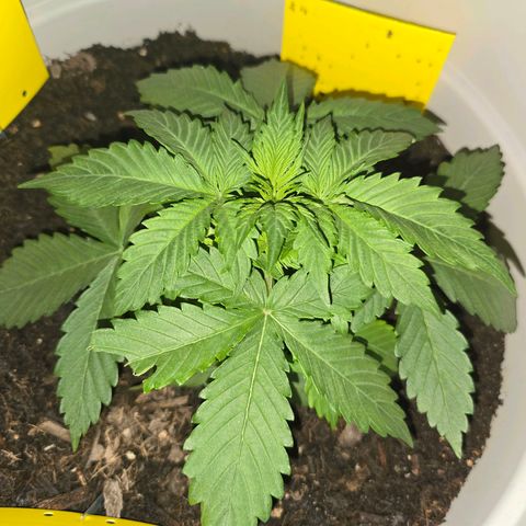 Dörthe growlog timeline photo