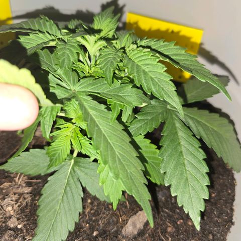 Dörthe growlog timeline photo