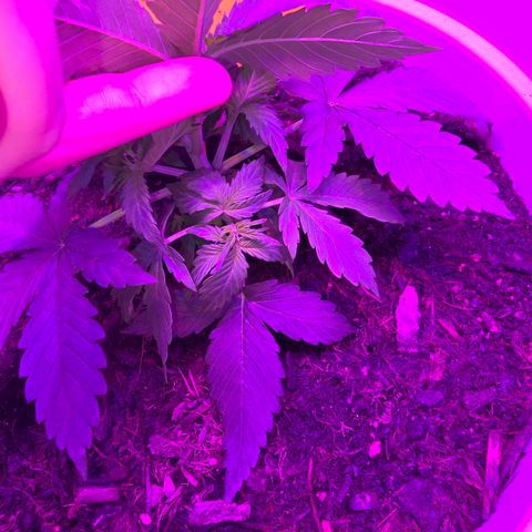 Dörthe growlog timeline photo