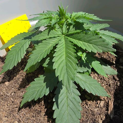Dörthe growlog timeline photo