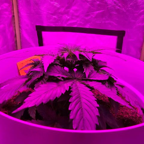 Dörthe growlog timeline photo