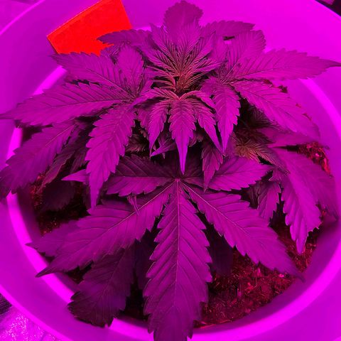 Dörthe growlog timeline photo