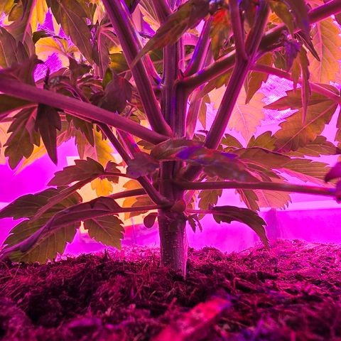 Dörthe growlog timeline photo