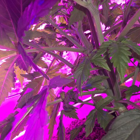 Dörthe growlog timeline photo
