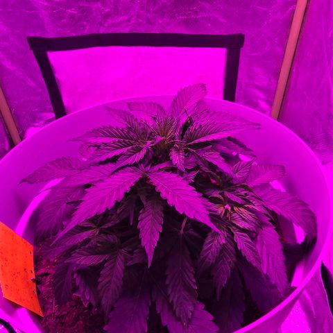 Dörthe growlog timeline photo