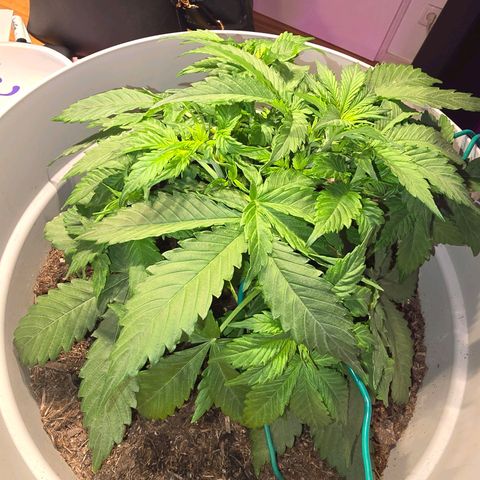 Dörthe growlog timeline photo