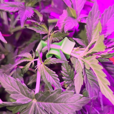Dörthe growlog timeline photo