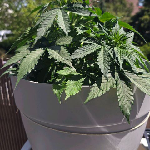 Dörthe growlog timeline photo