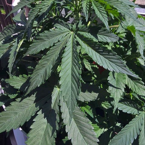 Dörthe growlog timeline photo