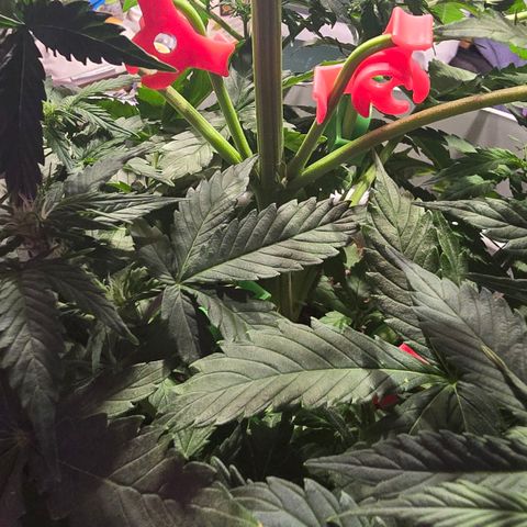 Dörthe growlog timeline photo