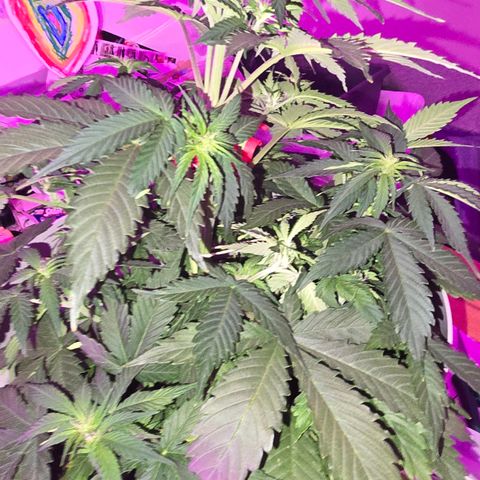 Dörthe growlog timeline photo