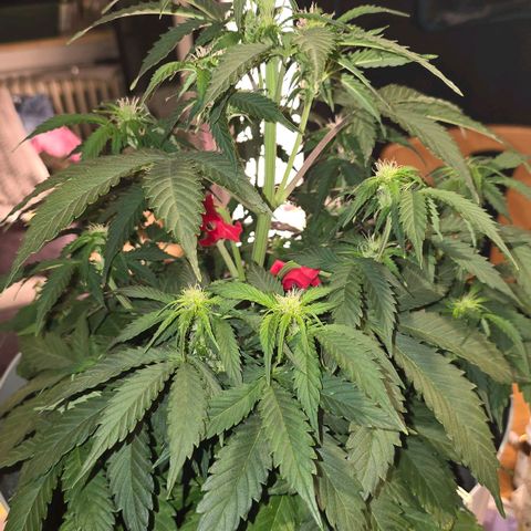 Dörthe growlog timeline photo