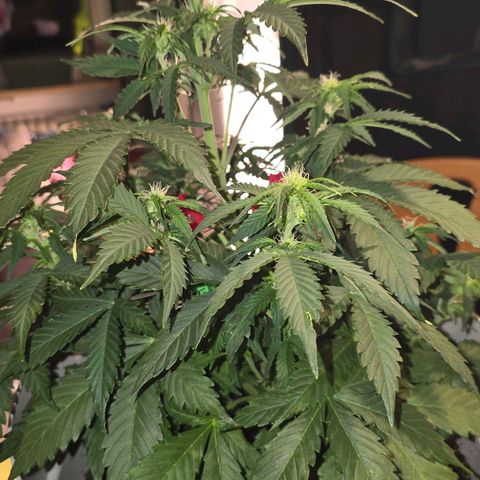 Dörthe growlog timeline photo