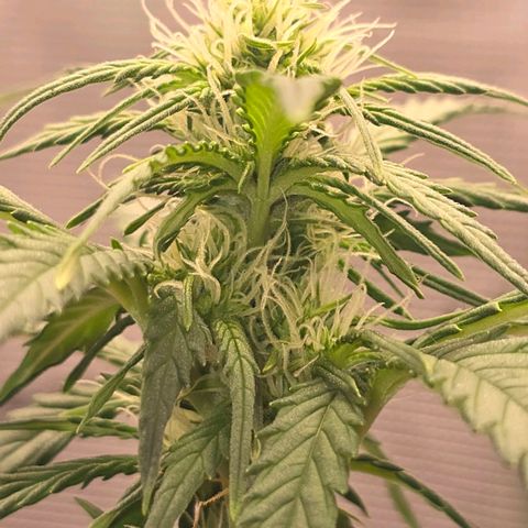 Dörthe growlog timeline photo