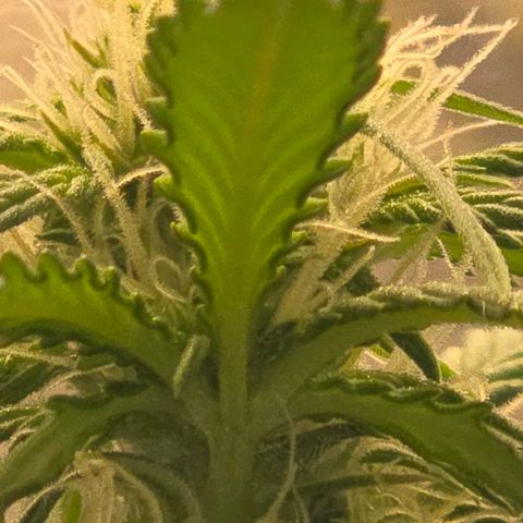 Dörthe growlog timeline photo