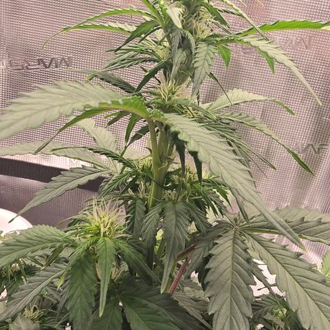 Dörthe growlog timeline photo