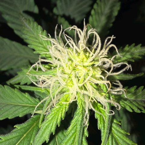 Dörthe growlog timeline photo