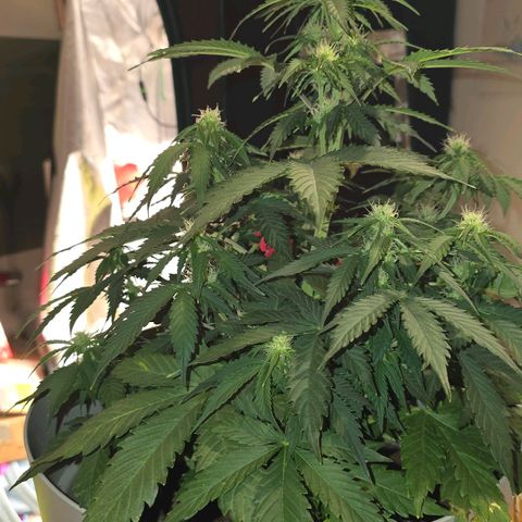 Dörthe growlog timeline photo