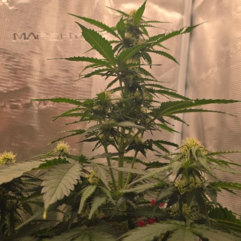 Dörthe growlog timeline photo